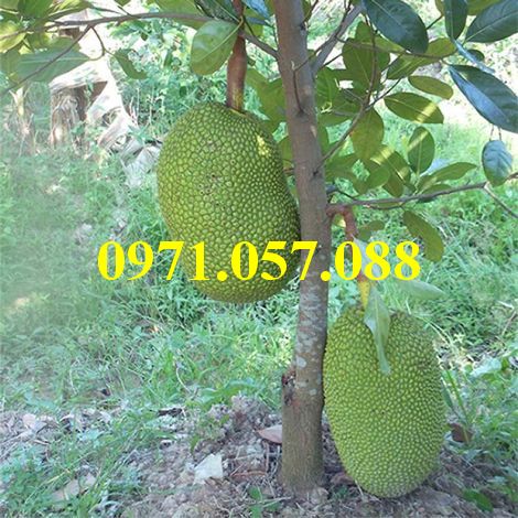 CÂY GIỐNG MÍT THÁI SIÊU SỚM CHANGAI